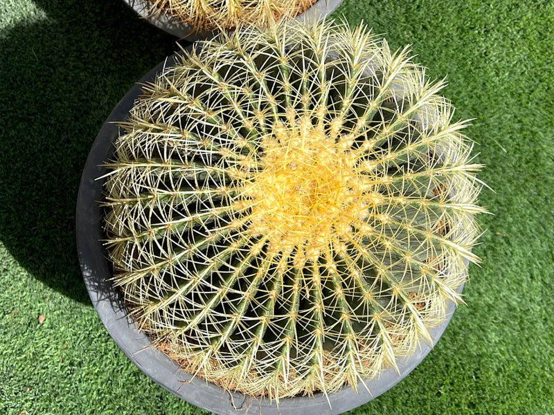 Echinocactus Grusonii – Golden Barrel Cactus - 10-15cm approx