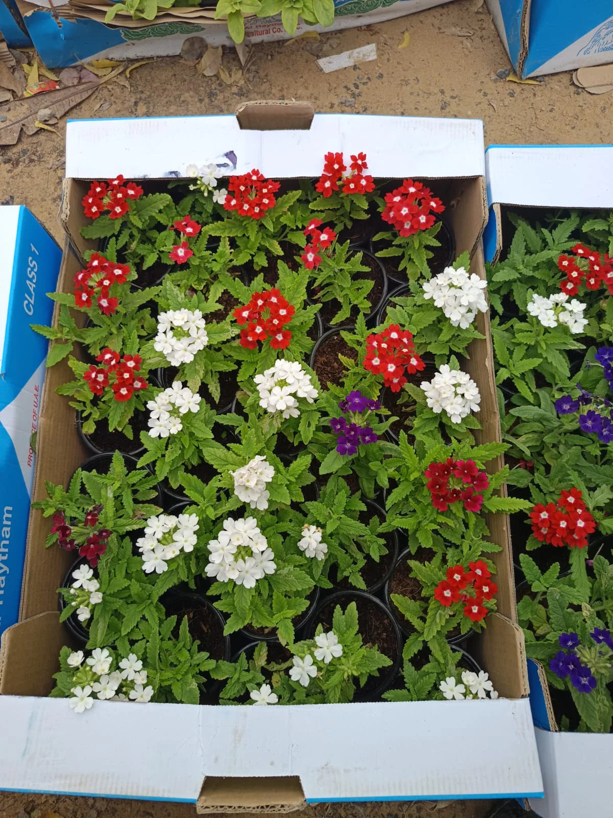 Verbena Seasonal Flowers