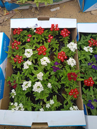 Verbena Seasonal Flowers