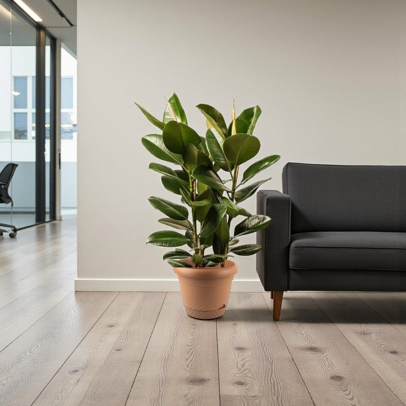 Rubber Plant - Ficus Robusta