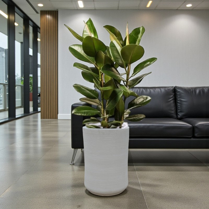 Rubber Plant - Ficus Robusta