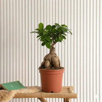 Bonsai 20-30 cm