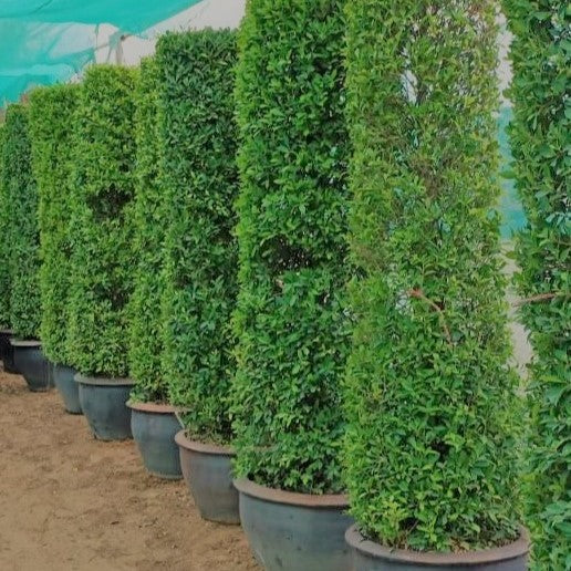 Ficus Nitida- Cone Shaped