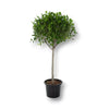 Ficus Panda Single Head