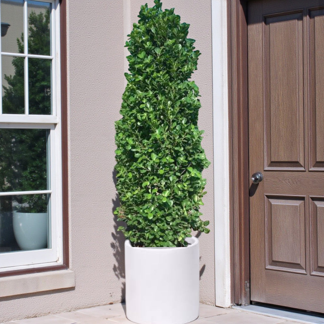 Ficus Panda Cone - Ficus Diversifolia