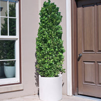 Ficus Panda Cone - Ficus Diversifolia