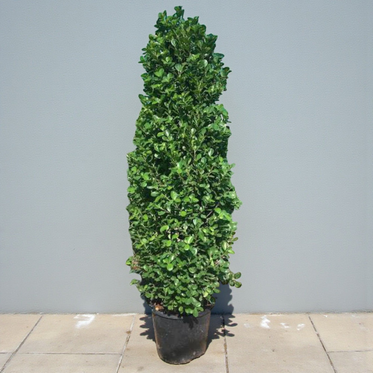 Ficus Panda Cone - Ficus Diversifolia