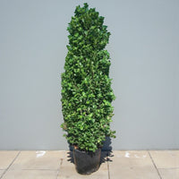 Ficus Panda Cone - Ficus Diversifolia