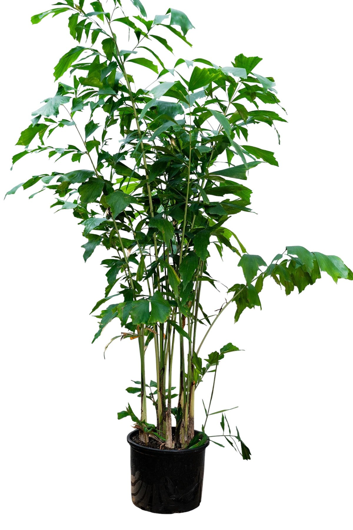 Caryota Mitis - Fish Tail Palm