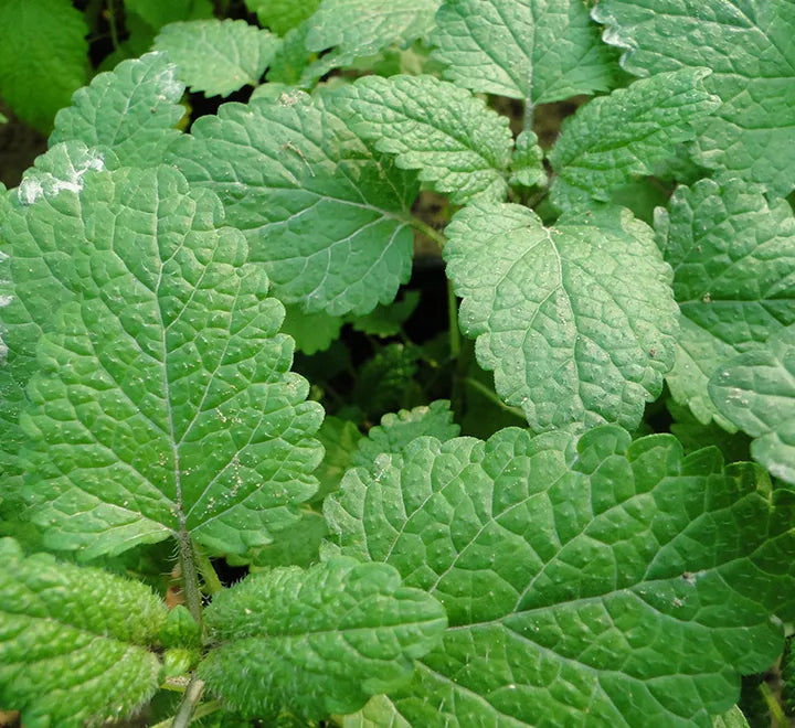 Mint Plant