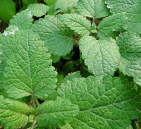 Mint Plant