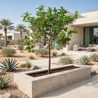 Orange Tree - Citrus Sinensis