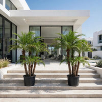 Phoenix Roebelenii Palm