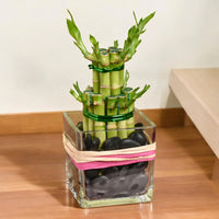 Two Layer Lucky Bamboo