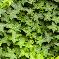 Hedera Helix Plant (Hanging) - English Ivy