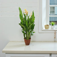 Heliconia Psittacorum-Parrot’s Beak