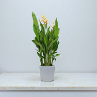 Heliconia Psittacorum-Parrot’s Beak