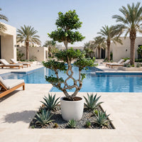 Ficus Ginseng S-Curve Bonsai – Decorative Bonsai Plant