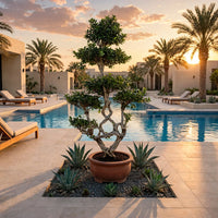 Ficus Ginseng S-Curve Bonsai – Decorative Bonsai Plant