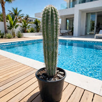 Saguaro Cactus (Carnegiea gigantea)