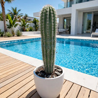Saguaro Cactus (Carnegiea gigantea)