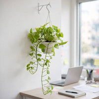 Epipremnum Plant -  Hanging Neon Pothos