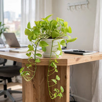 Epipremnum Plant -  Hanging Neon Pothos