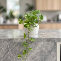 Epipremnum Plant (Golden pothos - Devil’s ivy) Hanging