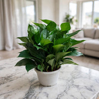 Epipremnum Plant - Jade Pothos- Money Plant