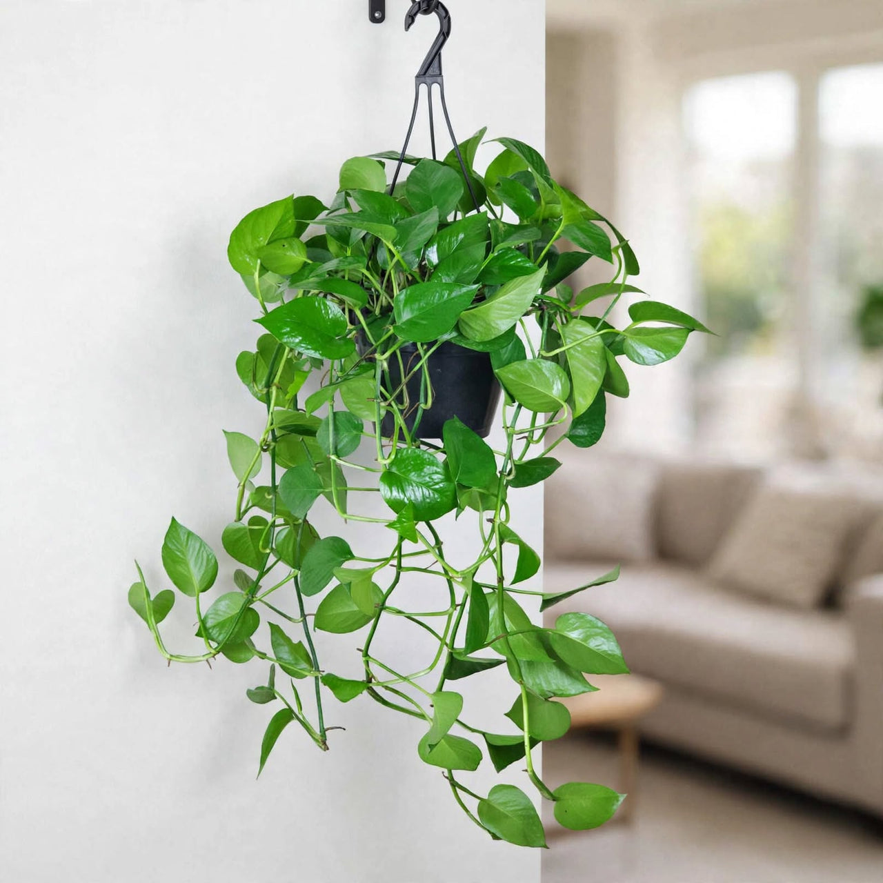 Epipremnum Jade Pothos – Hanging Indoor Plant