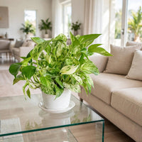 Epipremnum Aureum ‘Marble Queen’ – Pothos Indoor Hanging Plant