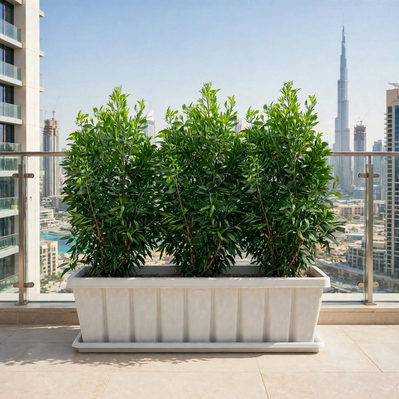 Damas ‘Saudi’ – Conocarpus erectus in Cedargrain Plastic Pot | Outdoor Plant UAE