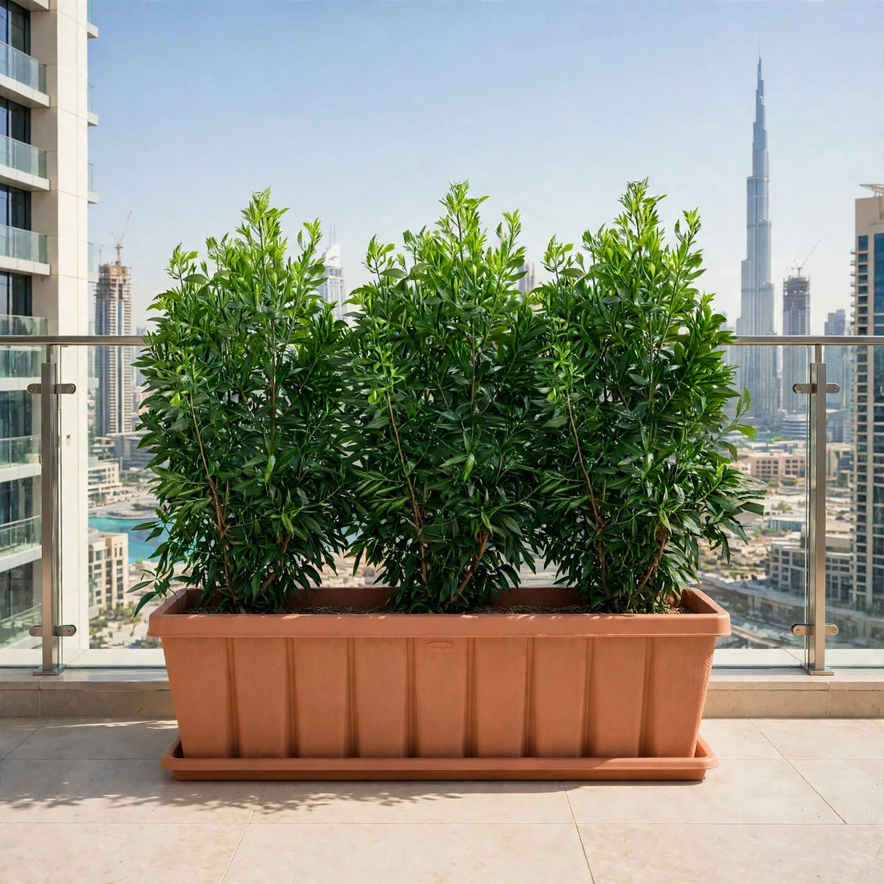 Damas ‘Saudi’ – Conocarpus erectus in Cedargrain Plastic Pot | Outdoor Plant UAE