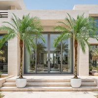 Phoenix Roebelenii Palm