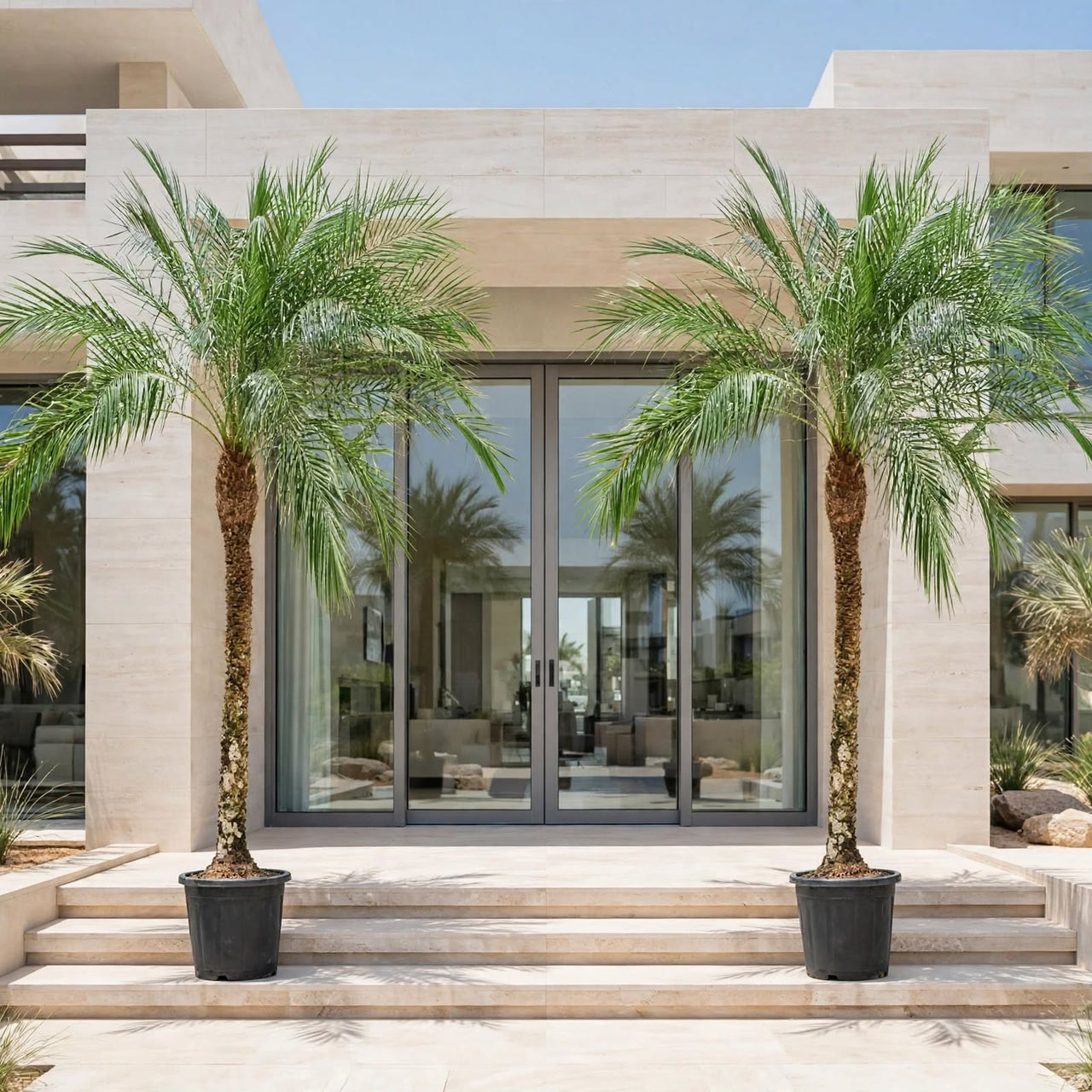 Phoenix Roebelenii Palm