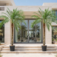 Phoenix Roebelenii Palm