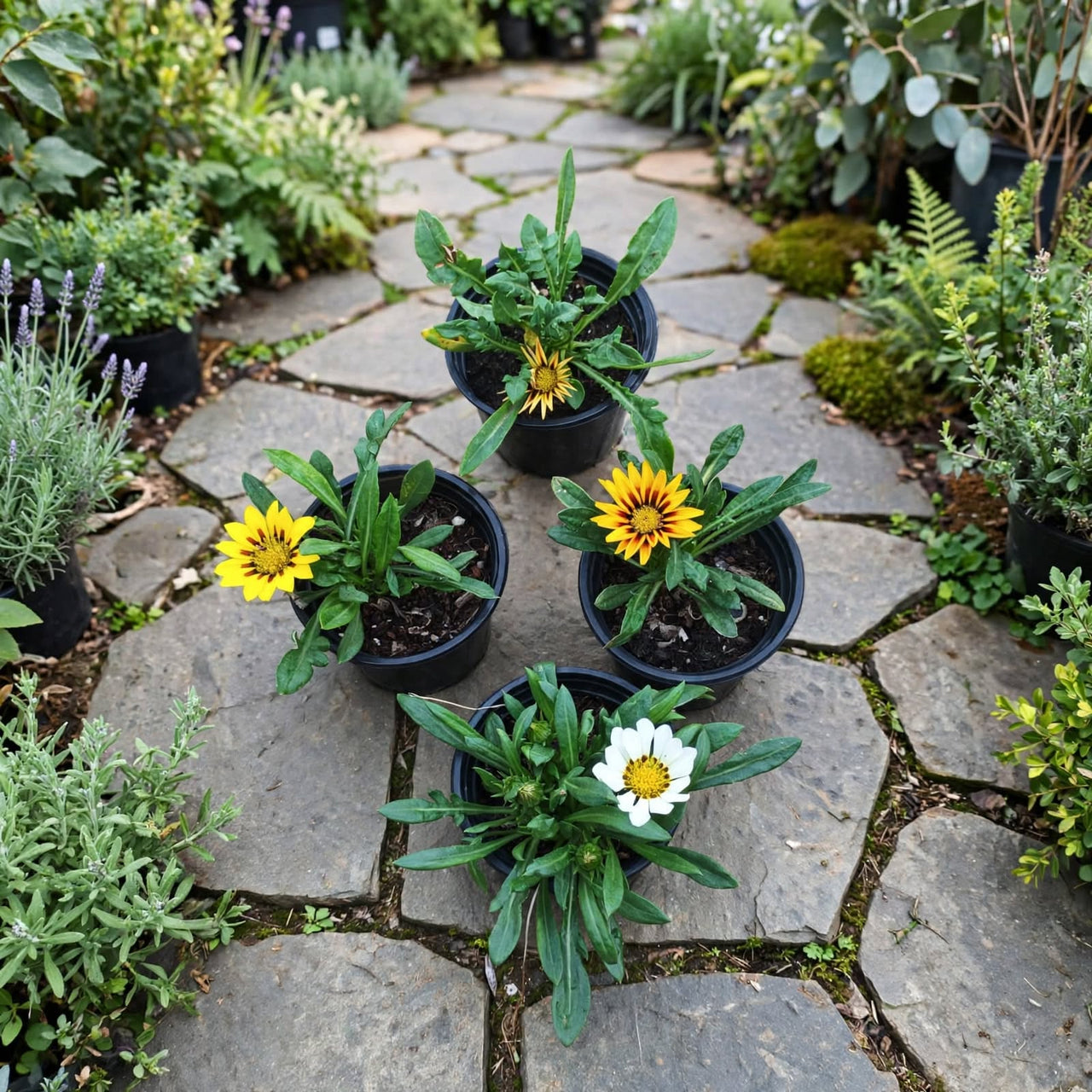 Zinnia Flower Plant – Colorful Outdoor Flowering Plant
