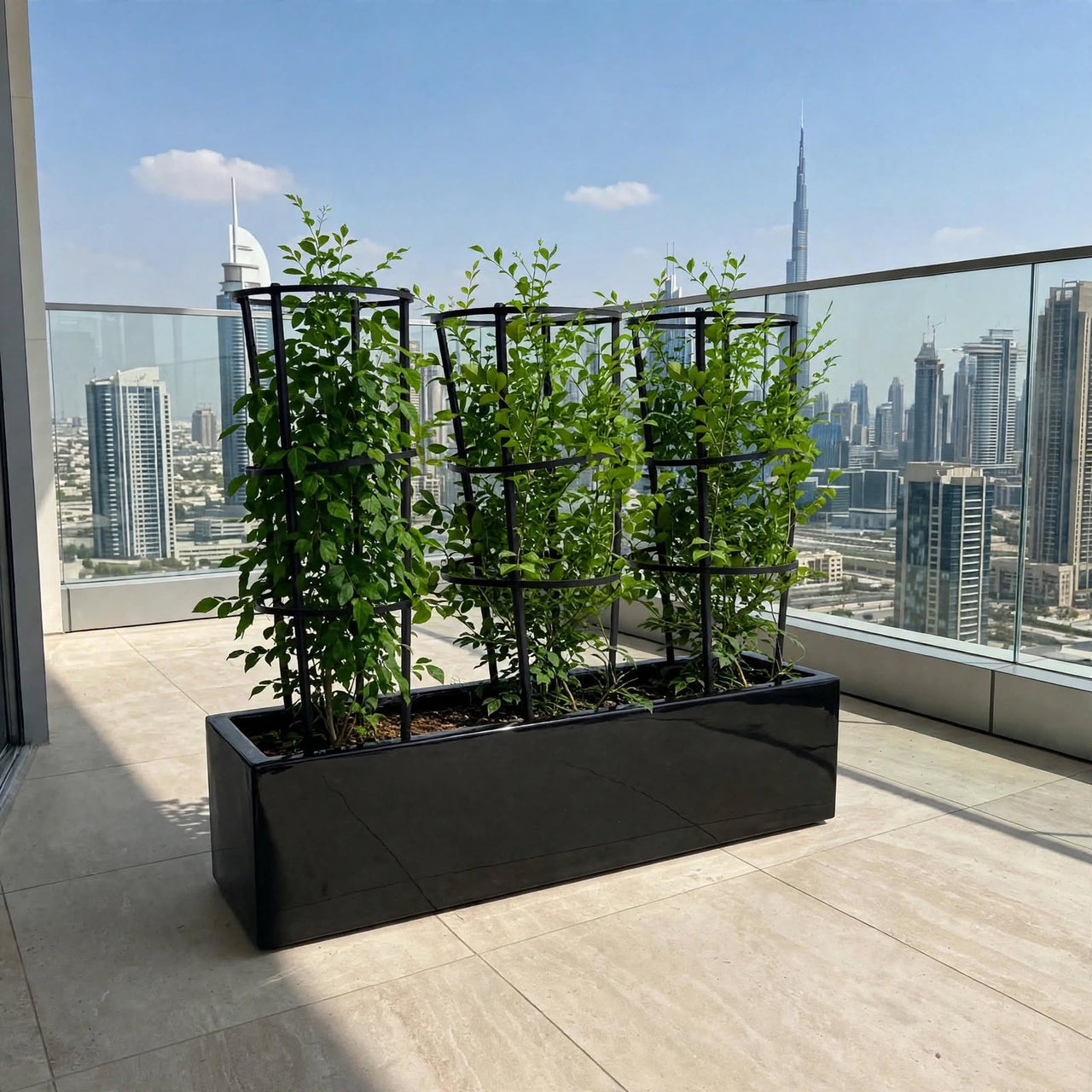 Jasmine Thai - Murraya Paniculata Plant Bundle