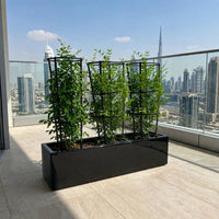 Jasmine Thai - Murraya Paniculata Plant Bundle