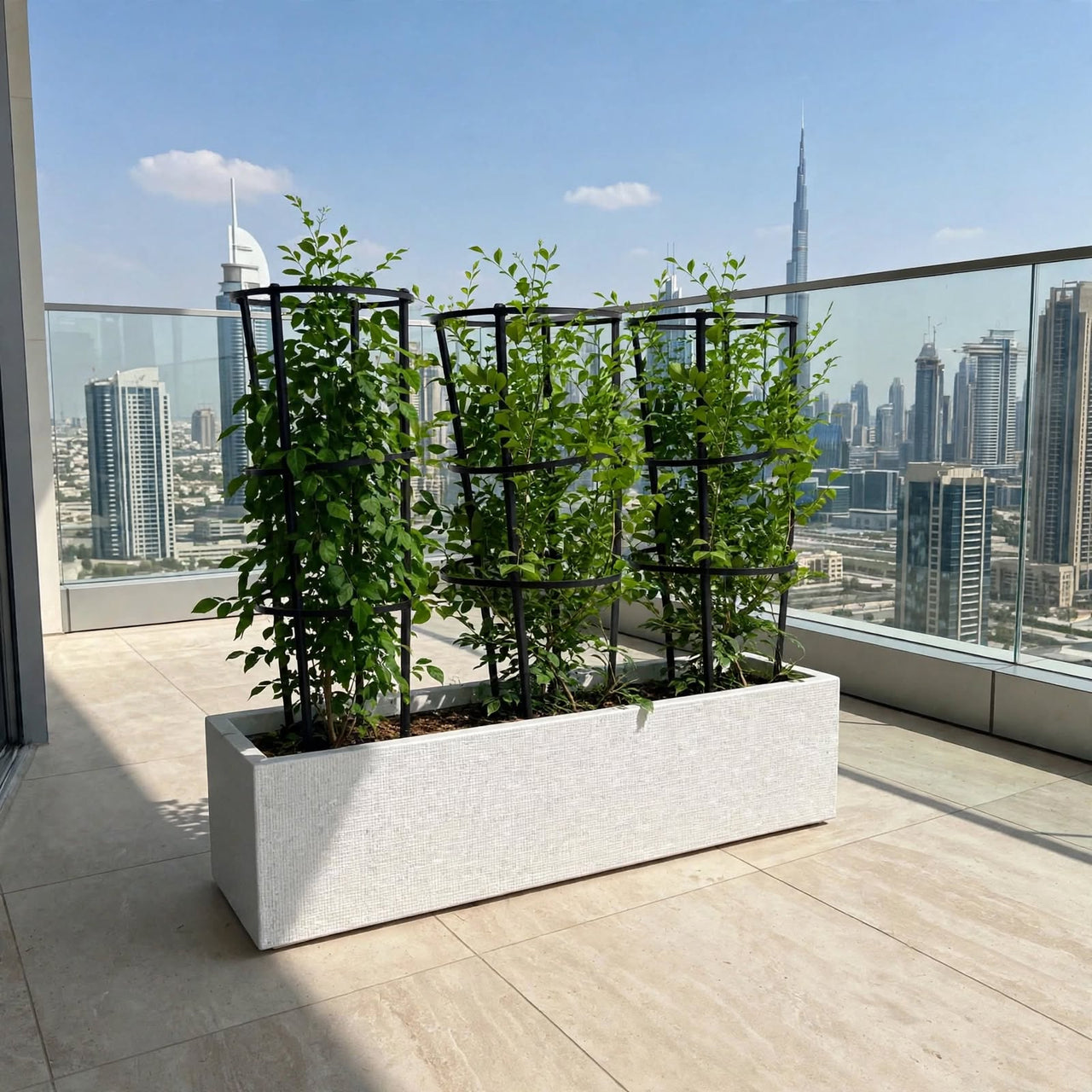 Jasmine Thai - Murraya Paniculata Plant Bundle