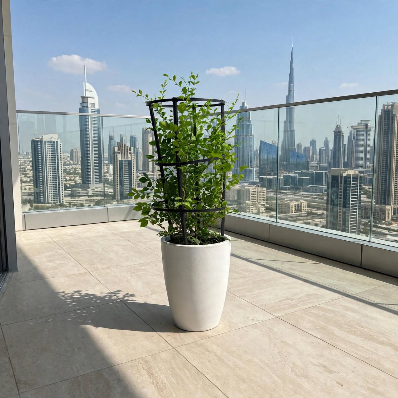 Jasmine Thai-Murraya Paniculata (Orange Jasmine Plant)