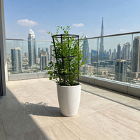Jasmine Thai-Murraya Paniculata (Orange Jasmine Plant)