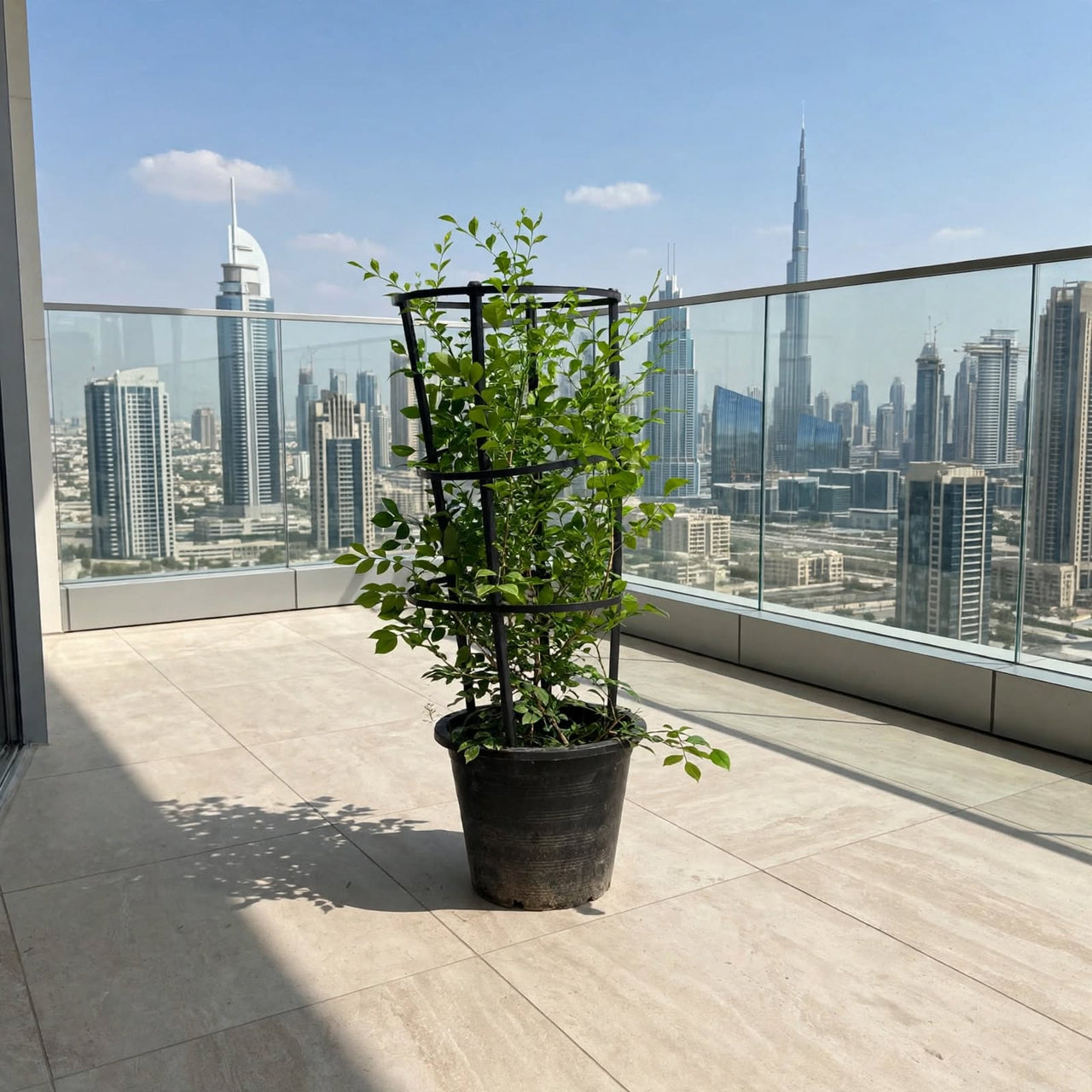 Jasmine Thai-Murraya Paniculata (Orange Jasmine Plant)