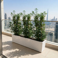 Jasmine Thai - Murraya Plant Bundle in Planter 100x40x40 cm