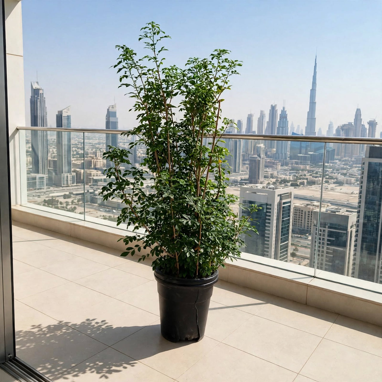 Jasmine Thai-Murraya Paniculata (Orange Jasmine Plant)