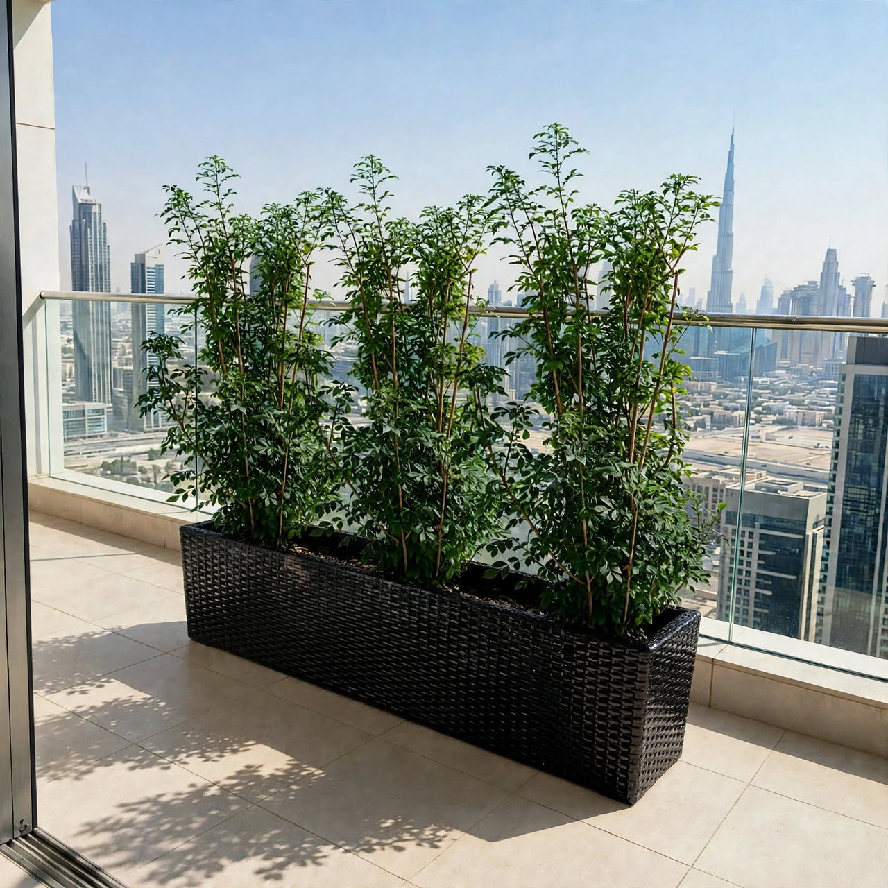 Jasmine Thai - Murraya Plant Bundle in Planter 100x40x40 cm