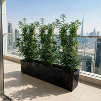 Jasmine Thai - Murraya Plant Bundle in Planter 100x40x40 cm