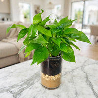 Epipremnum Plant - Jade Pothos- Money Plant
