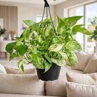Epipremnum Aureum ‘Marble Queen’ – Pothos Indoor Hanging Plant