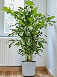 Caryota Mitis - Fish Tail Palm
